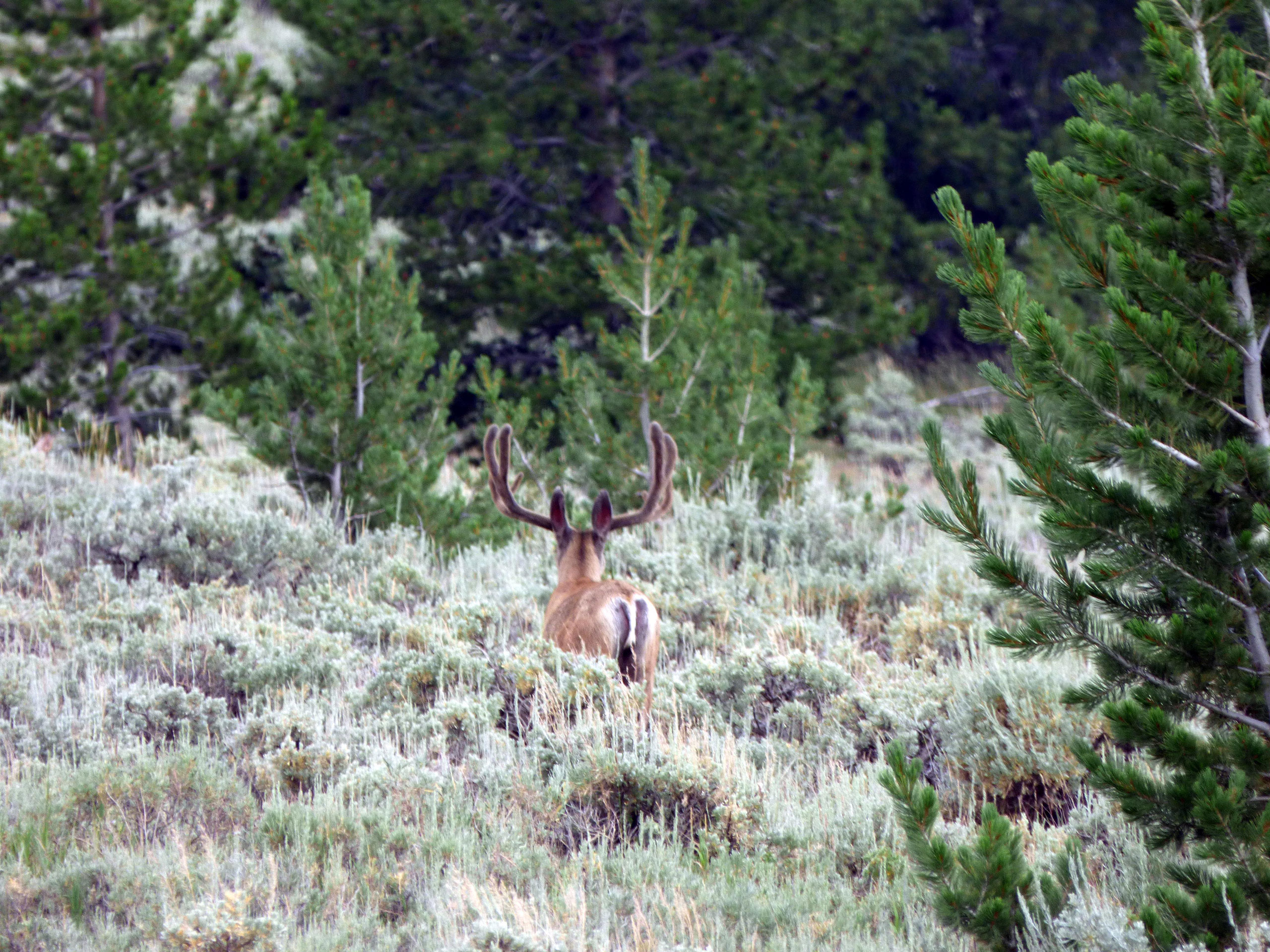 Hunting | Wiggins Fork Outfitters